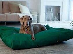 Cojín para Mascotas